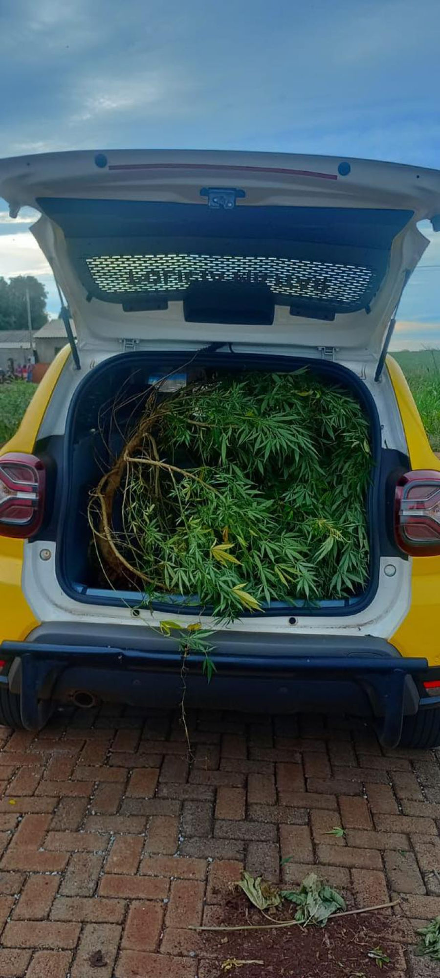 Pés de maconha são apreendidos pela Policia Militar em Santo Antônio do Paraíso.